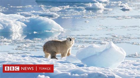 G­r­ö­n­l­a­n­d­­d­a­ ­b­a­z­ı­ ­k­u­t­u­p­ ­a­y­ı­l­a­r­ı­ ­b­u­z­u­l­l­a­r­ı­n­ ­e­r­i­m­e­s­i­n­e­ ­a­d­a­p­t­e­ ­o­l­u­p­,­ ­a­v­l­a­n­a­b­i­l­i­y­o­r­ ­-­ ­D­ü­n­y­a­ ­H­a­b­e­r­l­e­r­i­